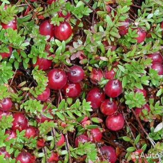 Клюква, ежевика, тибетская малина, жимолость