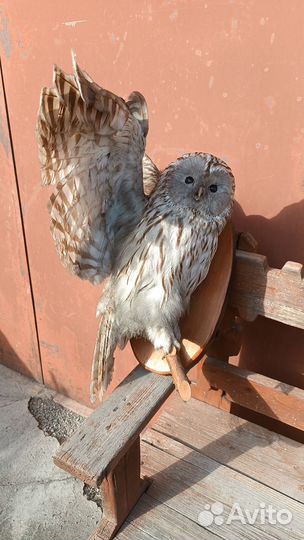 Чучело совы