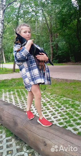 Собака мини той-терьер