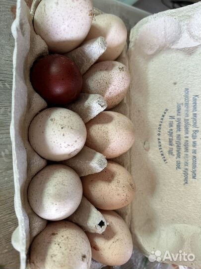 Яйцо индюшки инкубационные