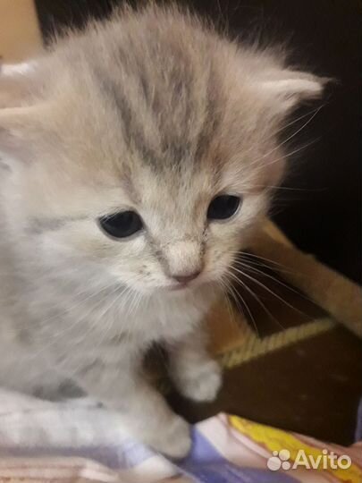 Британская