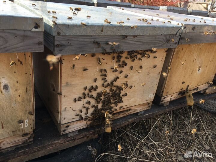 Продам пчел