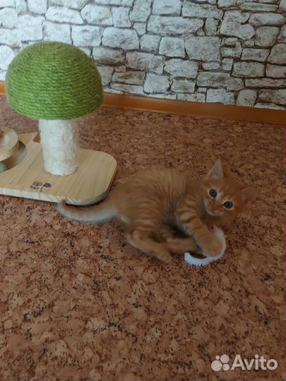 Котик (1,5 мес) Чеддер в добрые руки