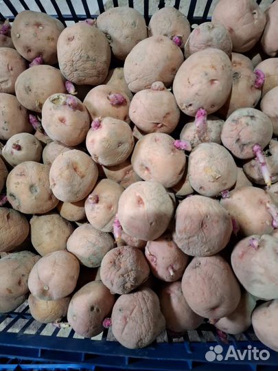 Продам картофель