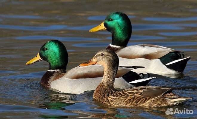 Подсадные утки