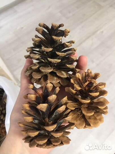 Шишки для творчества поделок