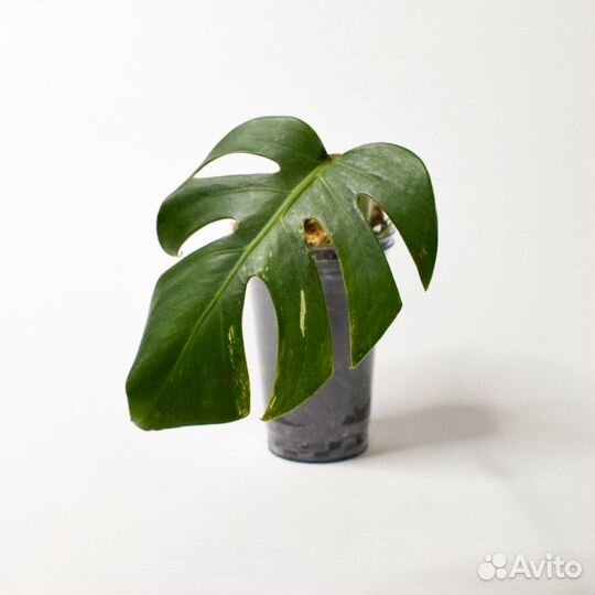 Монстера вариегатная Альба