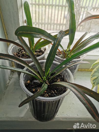 Продам цветы комнатные