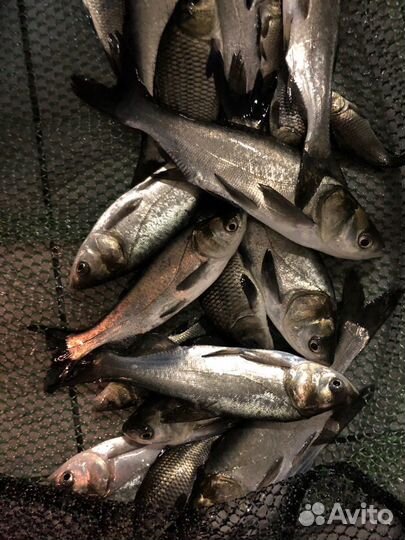 Живая рыба толстолобик