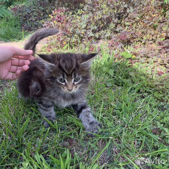 Котята мейн-кун