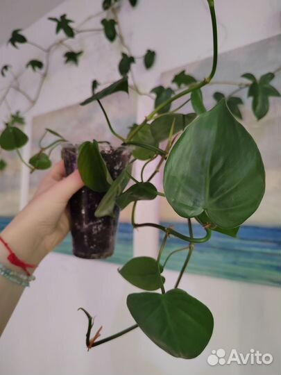 Филодендроны, сциндапсусы