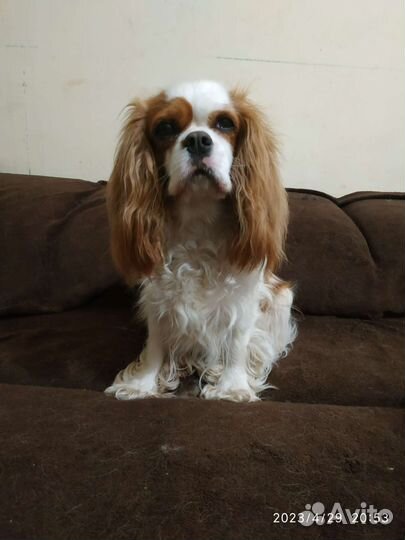 Девочка Кавалер Кинг Чарльз спаниель