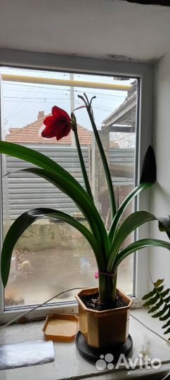 Комнатные растения, цветы домашние