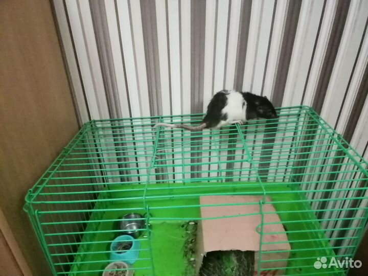 Отдам в хорошие руки бесплатно