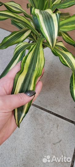 Пальма драцена