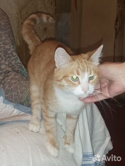 Добрые руки бесплатно