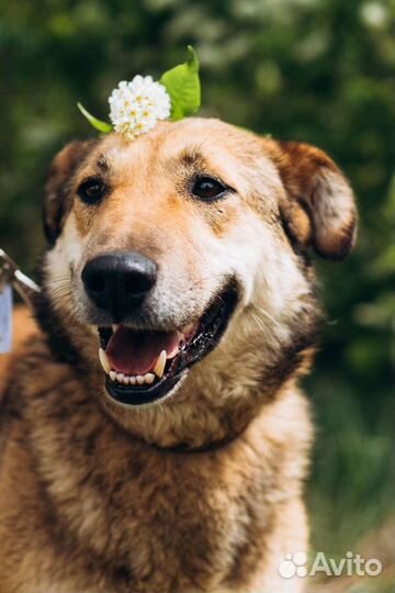 Собака Улыбка