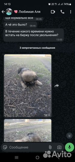 Щенок Пекинеса