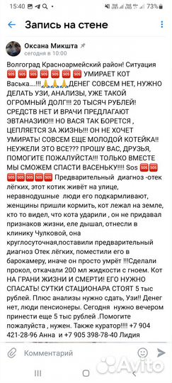 Котику помогите