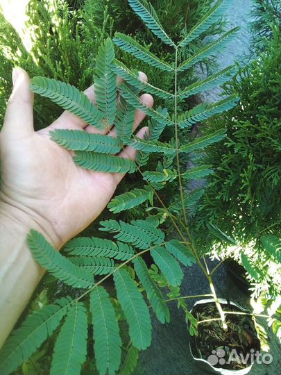 Акация ленкоранская, Альбиция