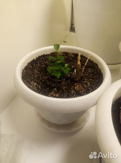 Саженцы мандарина