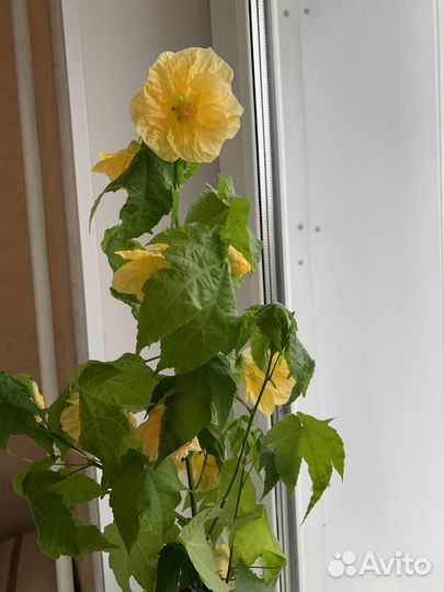 Абутилон шафран