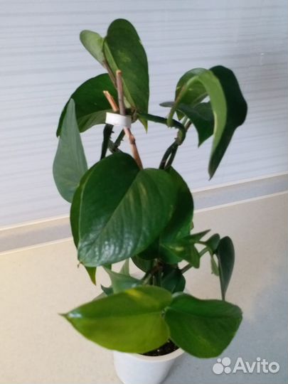 Сциндапсус золотистый