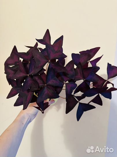 Кислица оксалис