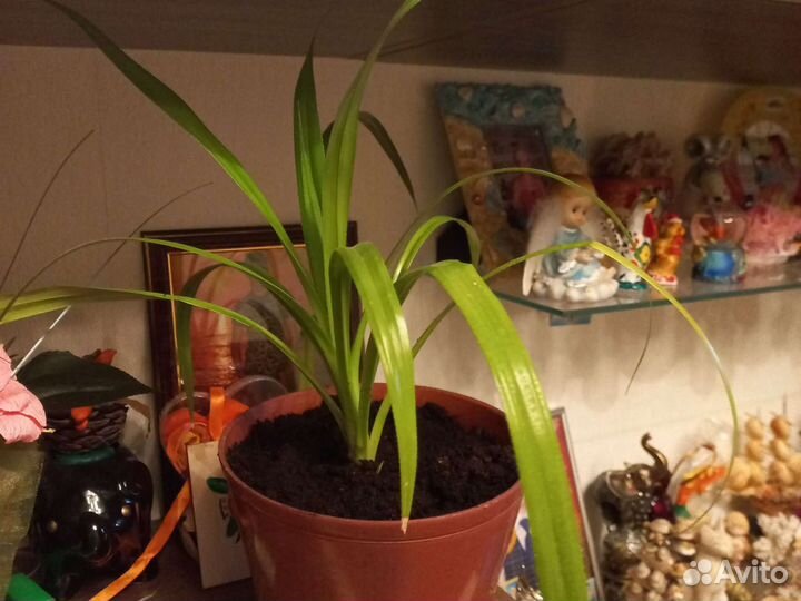 Комнатные растения