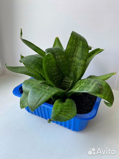 Сансевиерия