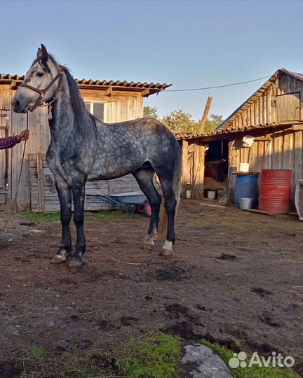 Продажа лошадей