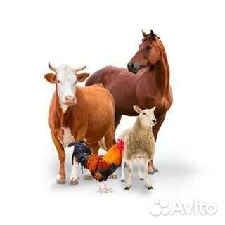 С/х животные