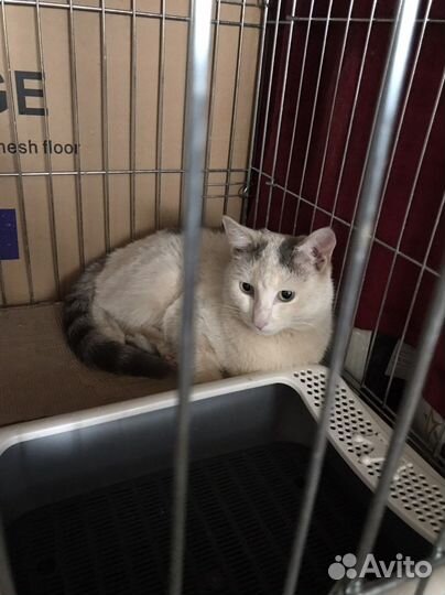 Кастрированный котик Веня в добрые руки