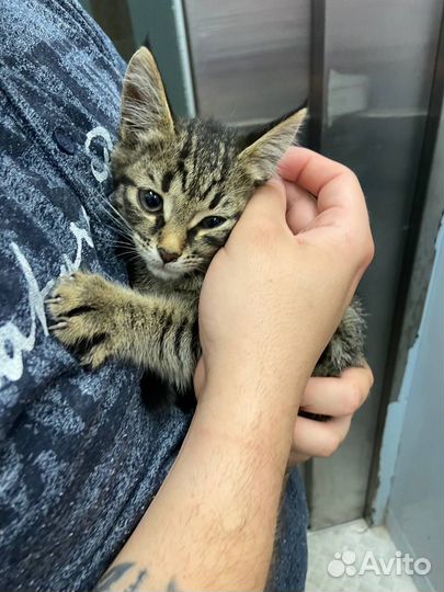 Очень ласковый котенок