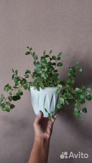 Много цветов