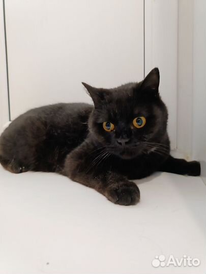 Отдам кота британца
