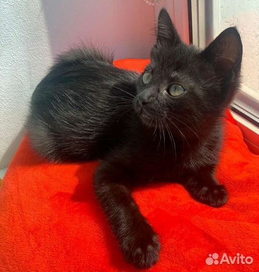 Черный котенок в добрые руки