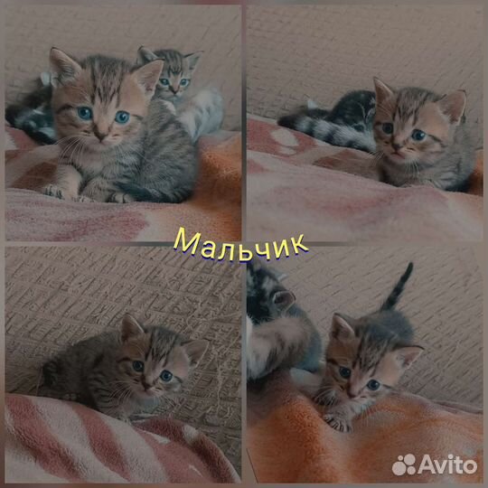 Шотландские котята