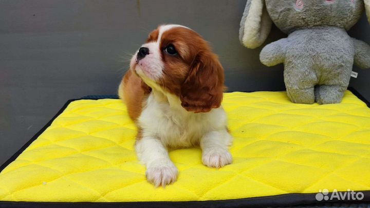 Кавалеркинг чарльз спаниель