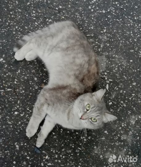 Мегаласковая кошка