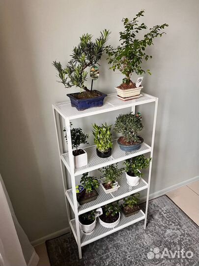 Бонсай, дерево, подарок, редкие, в наличии