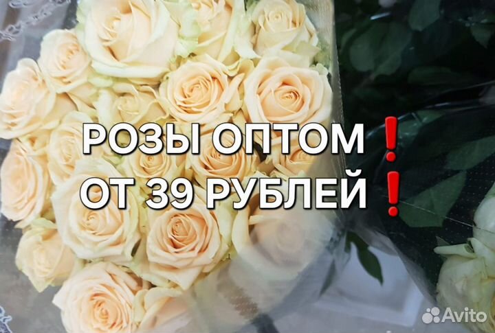 Розы опт Анапа