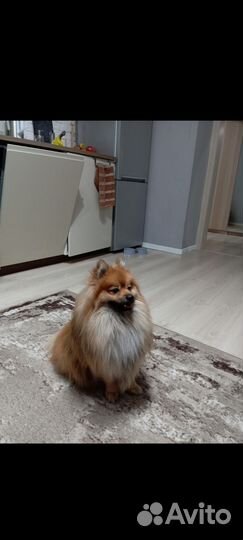 Домашние животные собаки маленькие