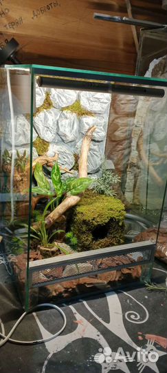 Террариум с оборудованием и декором для эублефара