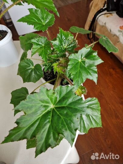 Бегония декоративно лиственная