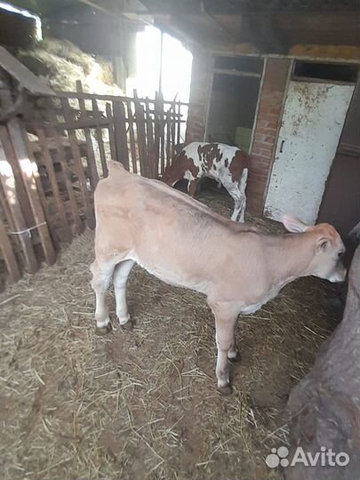 Тёлка и бычок