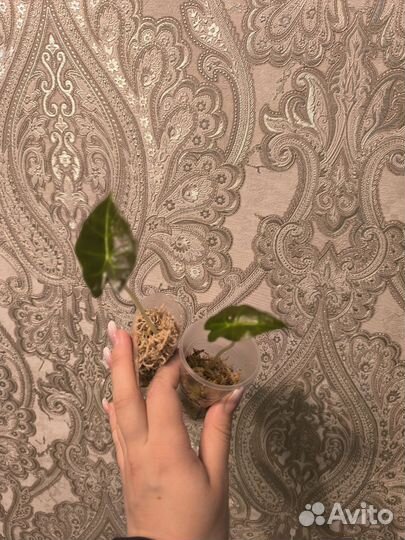 Алоказия полли