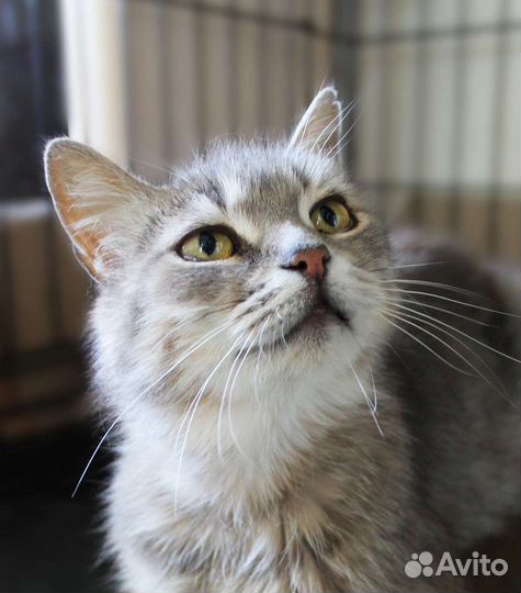 Нежная кошечка ждёт хозяев