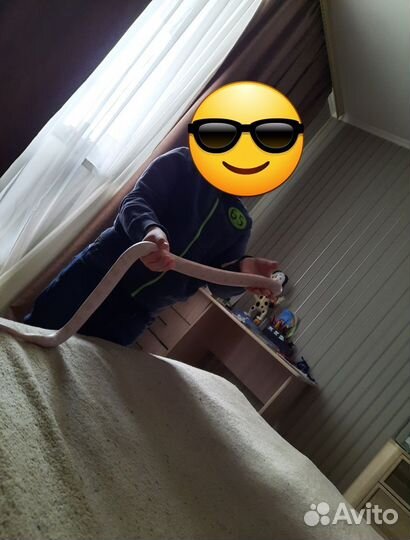 Змея маисовый полоз