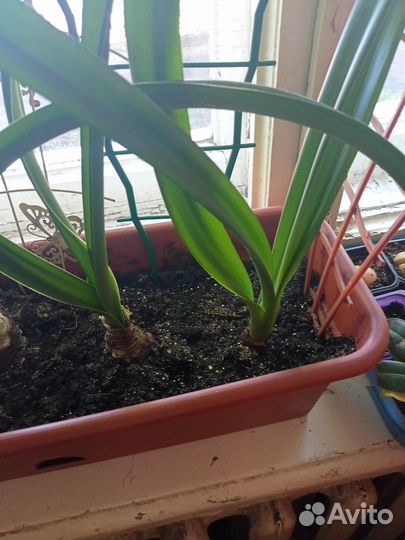 Комнатные цветы